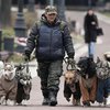 Украинцев начнут штрафовать за выгул собак без намордника и поводка