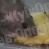В Киеве мышь лакомилась штруделем на витрине киоска (видео)