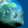 У берегов США обнаружили уникальную рыбу-"инопланетянку" (фото, видео)