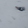 Пингвинов засыпало по самую голову: в Антарктиде выпало рекордное количество снега (фото)