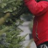 Цены бьют рекорды: где можно купить живую елку в Киеве