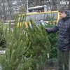 Дніпровські інспектори з благоустрою полювали на контрафактні ялинки