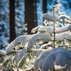 Снегопады и морозы: прогноз погоды на выходные 18-19 декабря 