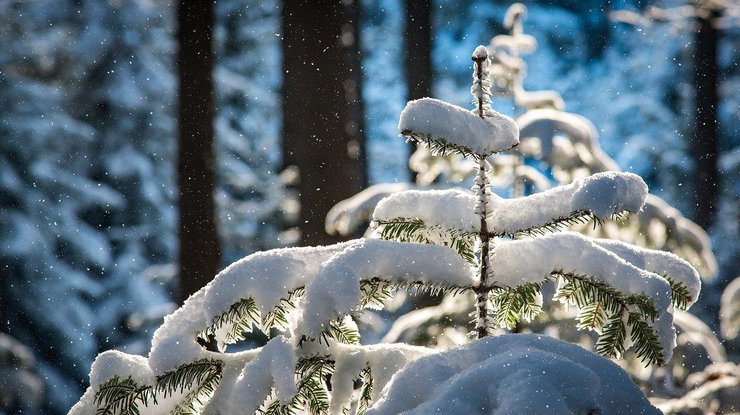 Снегопад / Фото: Pixabay