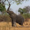 Сексуально озабоченный слон атаковал джип с туристами (видео)