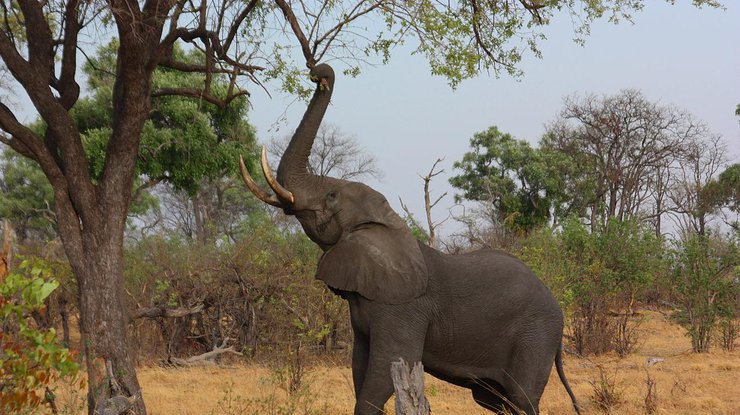 Африканский саванный слон