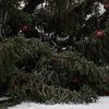 В Сумской области рухнула главная елка (фото) 