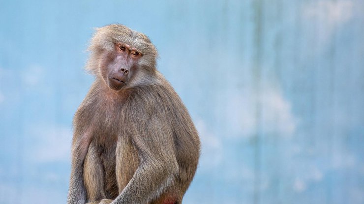Фото: обезьяны 