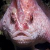 "Рукастая" рыба: в Австралии обнаружили загадочное существо (видео)