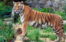 В Индии тигр съел собаку на глазах у туристов (видео)