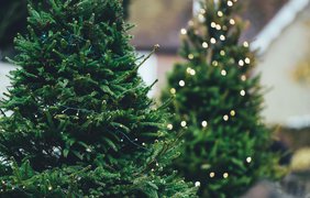 Где в Киеве сдать новогоднюю елку после праздников: список всех пунктов приема
