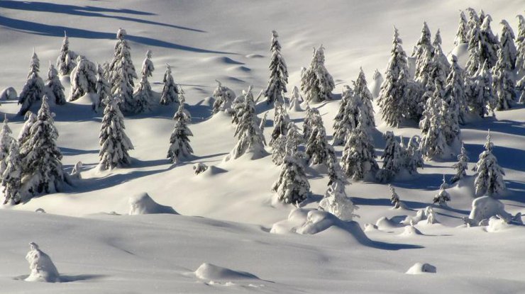 Фото: Карпаты в снегу 