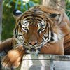 В зоопарке Флориды тигр едва не оторвал руку уборщику (видео)
