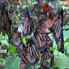 Мільйони метеликів прилетіли до Мексики на зимівлю