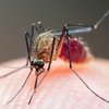 В мире выросла смертность от малярии из-за пандемии коронавируса - ВОЗ