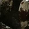 На Черкащині стадо корів потерпає від недбальства господаря
