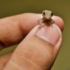 Самая маленькая ящерица: ученые сделали невероятное открытие