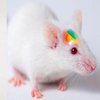 Ученые нашли способ управлять живой мышью через смартфон