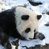 У бельгійському зоопарку панди тішаться снігу