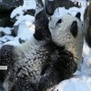 Сніжна зима потішила панд у бельгійському зоопарку