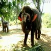 В Індії з монастиря відправили слонів на реабілітацію