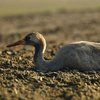 В "Аскании Новой" отравили десятки редких птиц