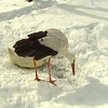 Притулок під Києвом допомагає перелітним птахам пережити зиму