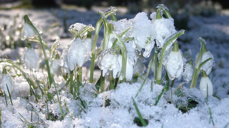 Весна будет поздней / Фото: Pixabay