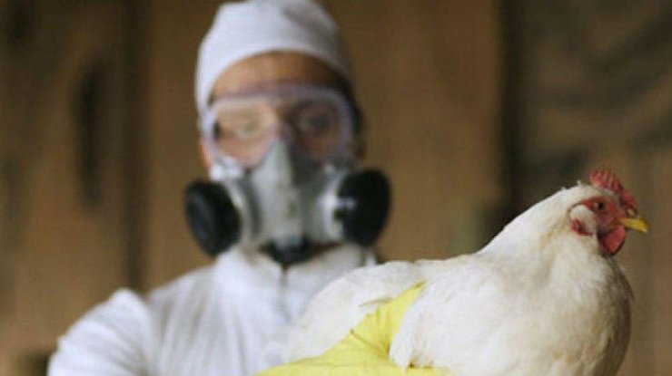 На сегодняшний день лечение птичьего гриппа не разработано