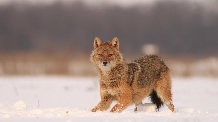 Шакал (Canis aureus) появился в Украине в конце 1980-х годов