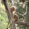 У Єрусалимі мешканці зоопарку сумують за відвідувачами