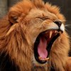 Разъяренный лев напал на сотрудницу зоопарка: женщину экстренно госпитализировали
