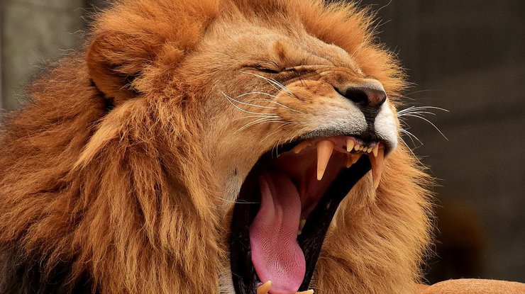 Лев напал на25-летнюю сотрудницу зоопарка/фото: pixabay