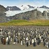 "Выигрыш в лотерее природы": найден первый в мире желтый пингвин (фото)