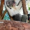 В Австралії вдало зробили протез для коали (відео)