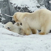 У зоопарку Копенгагена ведмеді тішаться снігом