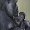 Горила з Берлінського зоопарку уперше стала мамою