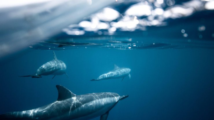 Дельфин / Фото: Pexels