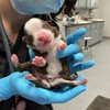 В США родился шестилапый щенок с двумя хвостами (видео)