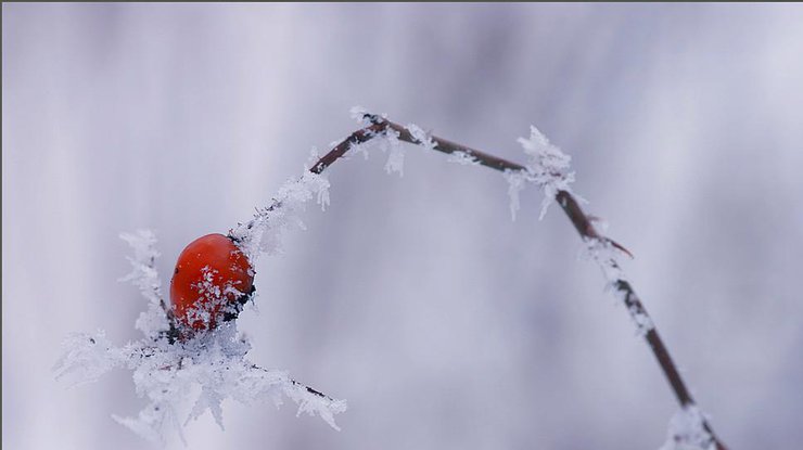 Фото: зима / photographers.ua