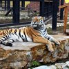 Под Черниговом тигр до смерти загрыз работника зоопарка