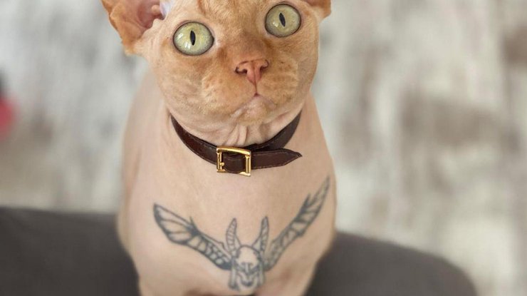 Блогерша Елена Иваницкая сделала татуировку своему коту