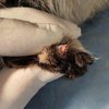 Вырванные когти и разрезанный подбородок: живодер в Энергодаре "уничтожает" котов 