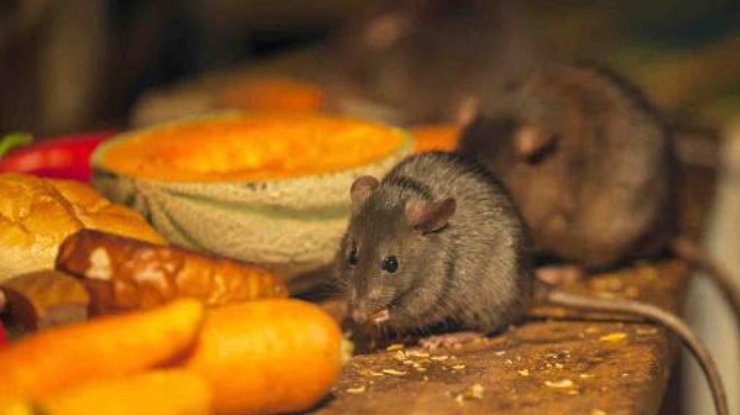 В Одессе в супермаркете нашли крысу 