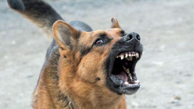 Женщину укусила собака/ Фото: perm.aif.ru