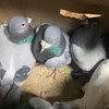 Живая контрабанда: на границе с Россией перехватили десятки птиц-спортсменов (видео)