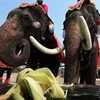 У Таїланді відзначили день слона