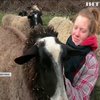 Обійми вівцю: у Німеччині запровадили незвичну антистресову програму