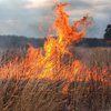 В Украине запретят выжигать траву