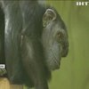 Мавпи у прямому ефірі: шимпанзе чеського зоопарку отримали доступ до відеозв'язку